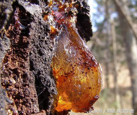 为什么有千年琥珀万年蜜蜡的说法,你被骗了多久搞笑版