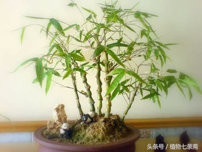 葫芦竹为什么不长,家里种的葫芦不旺怎么办