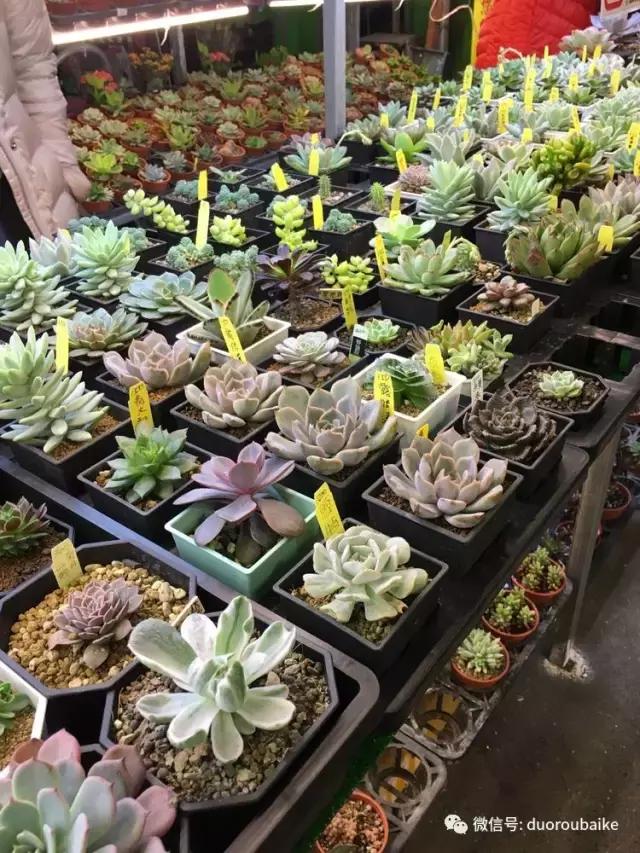 春节花市的鲜花,春节能看花的植物