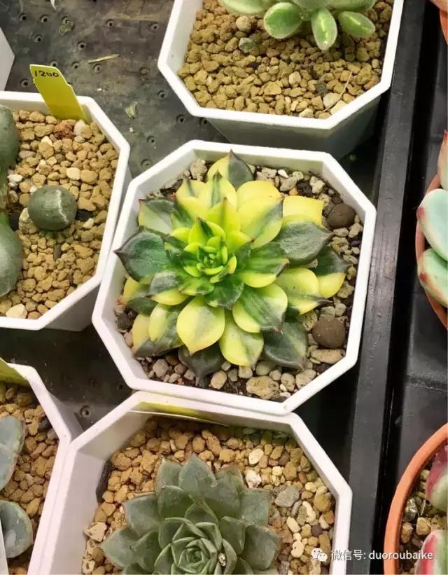 春节花市的鲜花,春节能看花的植物