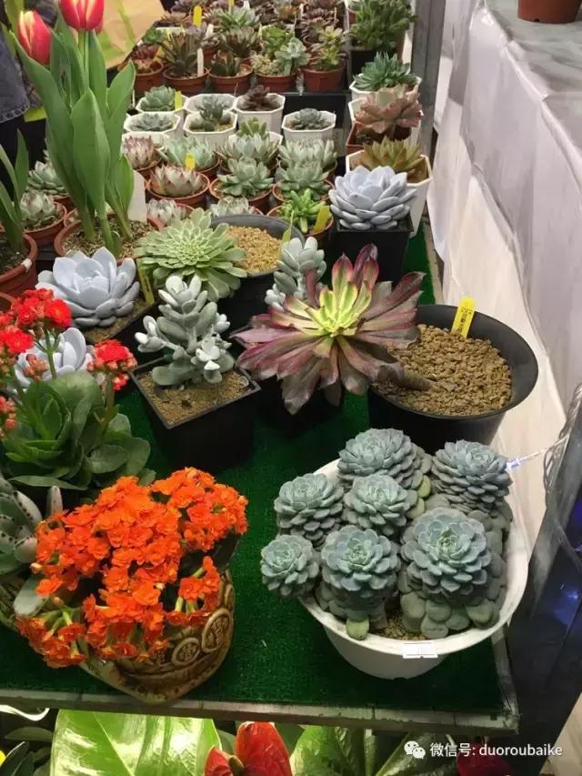 春节花市的鲜花,春节能看花的植物