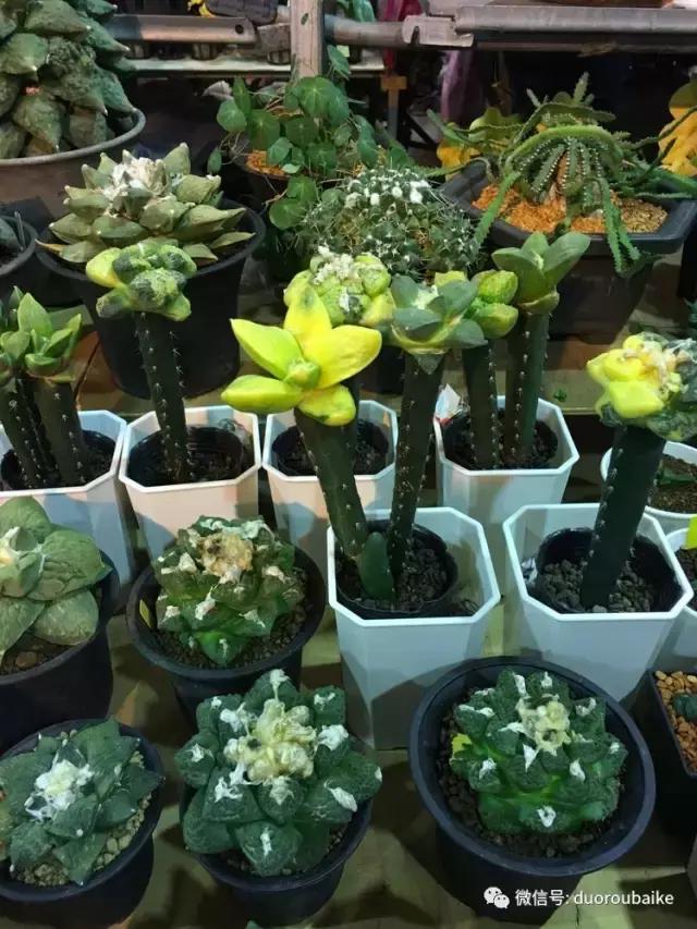 春节花市的鲜花,春节能看花的植物