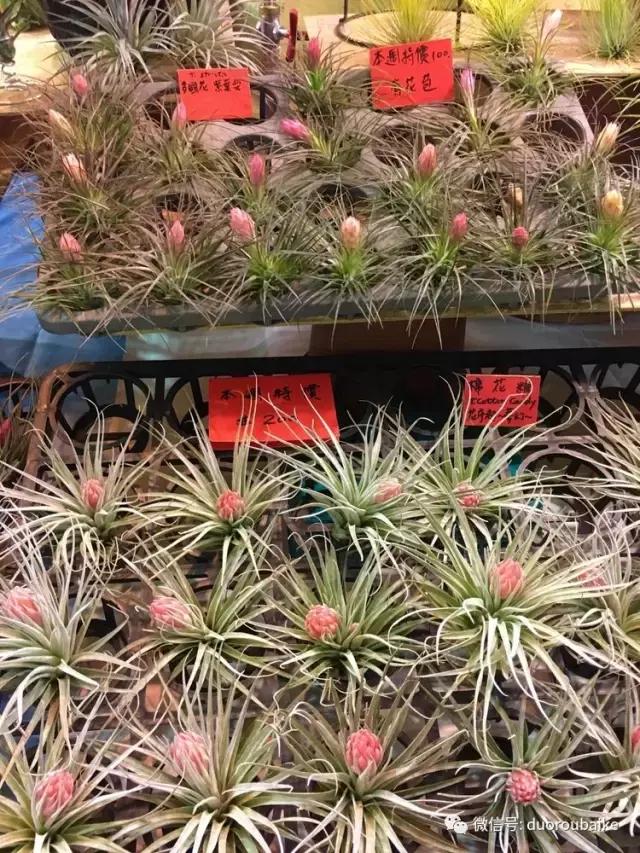 春节花市的鲜花,春节能看花的植物