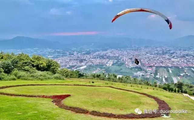 春节花市的鲜花,春节能看花的植物