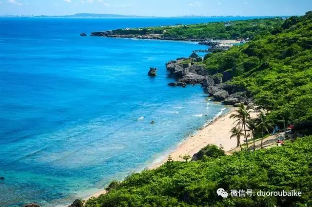 春节花市的鲜花,春节能看花的植物