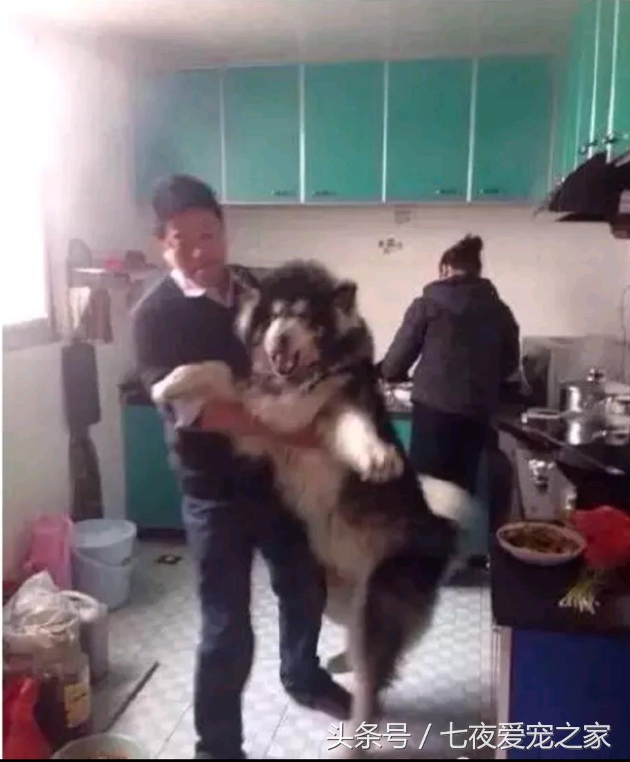 在厨房与狗爸发生撕扯大战，这是一只比哈士奇还倔的阿拉斯加！