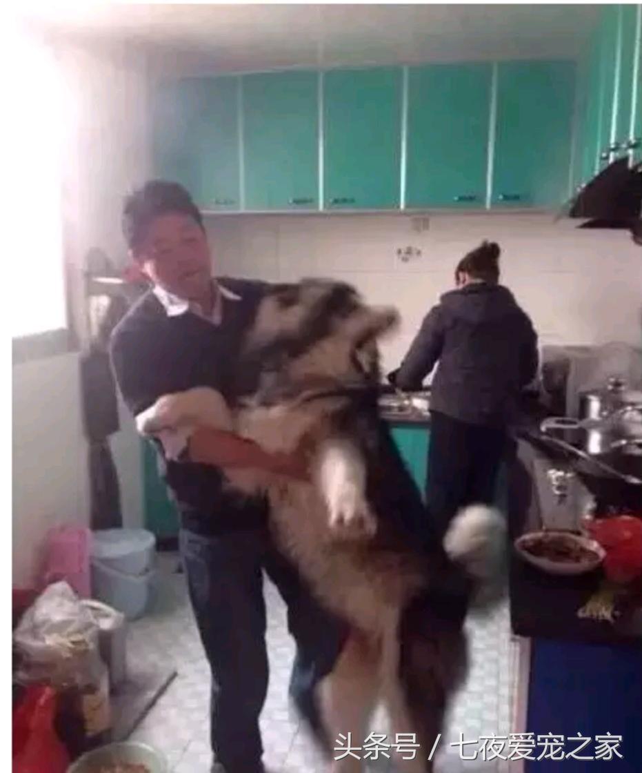在厨房与狗爸发生撕扯大战，这是一只比哈士奇还倔的阿拉斯加！