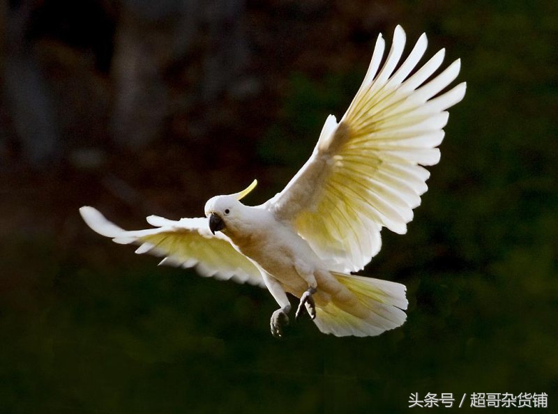 鹦鹉日常食品怎么喂好,超详细科普你的鹦鹉应该吃什么