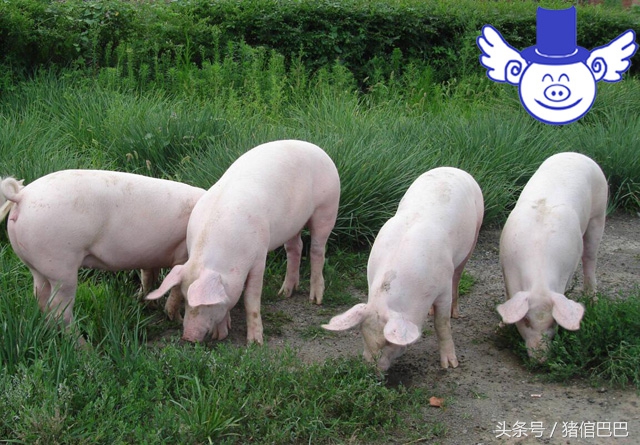 猪场水质不好怎么改善,猪场净化水质药剂