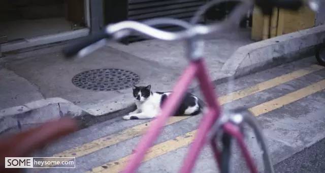 有品味的单车,便宜又好骑的自行车推荐