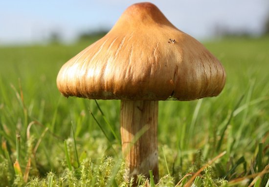 有牛皮癣患者能吃蘑菇吗,牛皮癣患者可以吃蘑菇吗