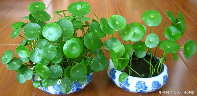 十二生肖男专属幸运花卉,12生肖最佳姻缘表