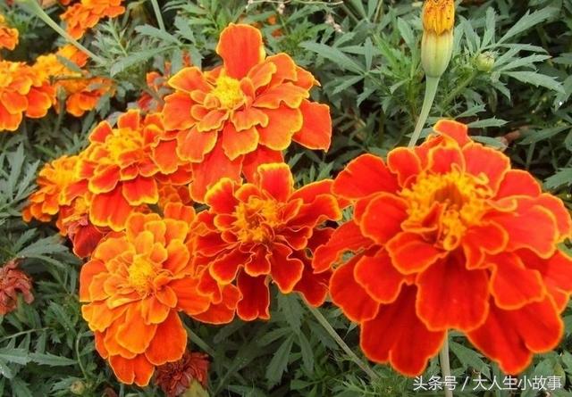 十二生肖男专属幸运花卉,12生肖最佳姻缘表