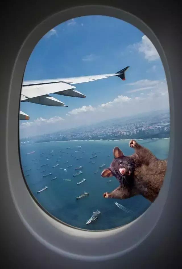 新西兰负鼠是什么,新西兰负鼠