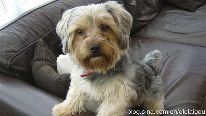 狗狗呕吐腹泻不进食没精神,狗狗干呕腹泻是怎么回事