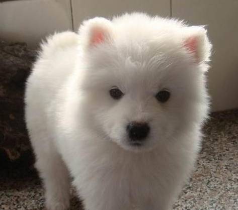 买到星期狗如何协商,同城闲鱼买到星期狗