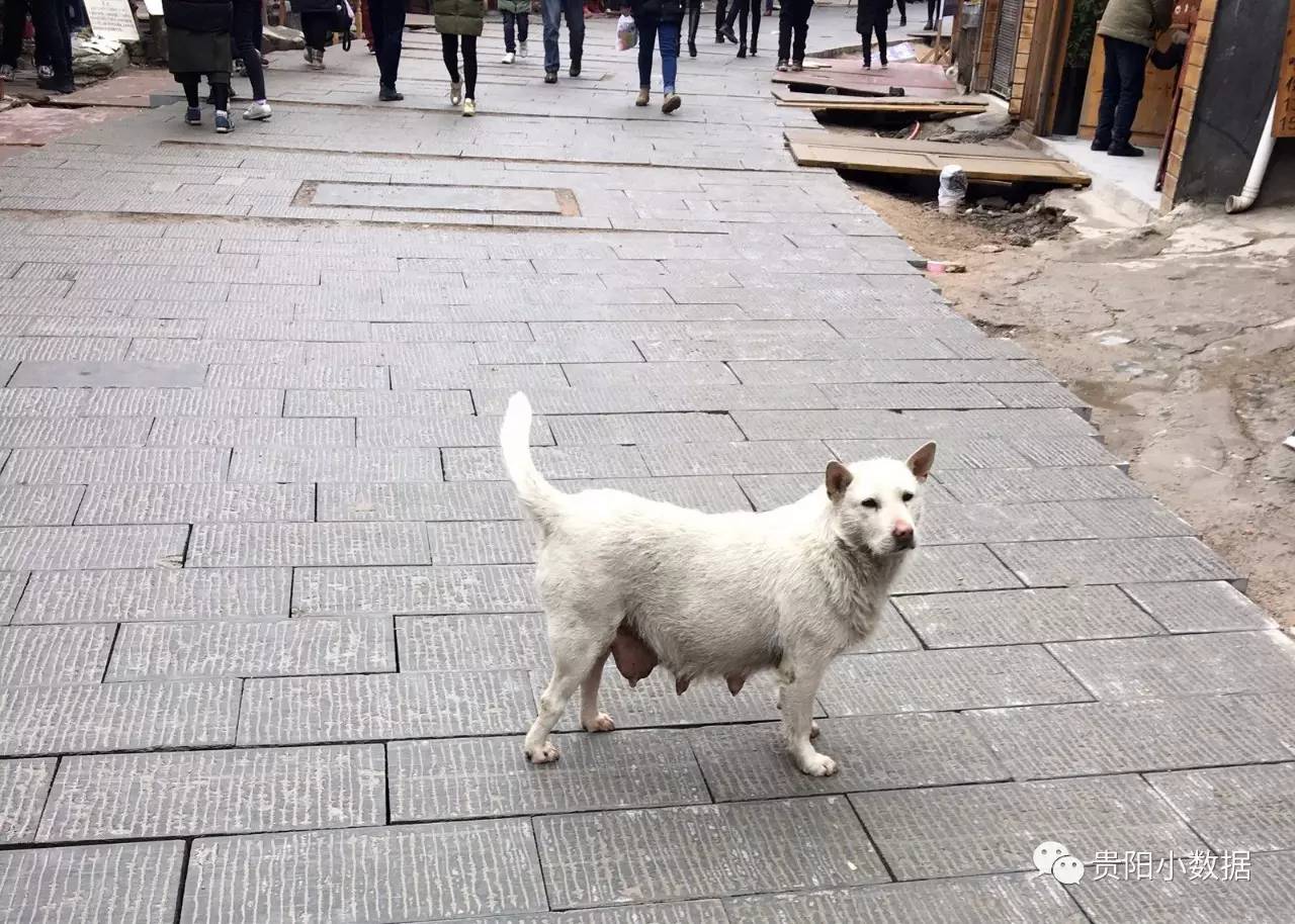 黔东南凯里千户苗寨,贵州西江千户苗寨游玩攻略