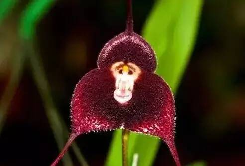 猴年说猴阅读理解答案初中,猴年说猴阅读理解