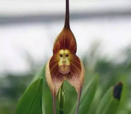 猴年说猴阅读理解答案初中,猴年说猴阅读理解