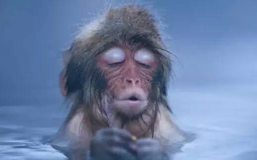 猴年说猴阅读理解答案初中,猴年说猴阅读理解