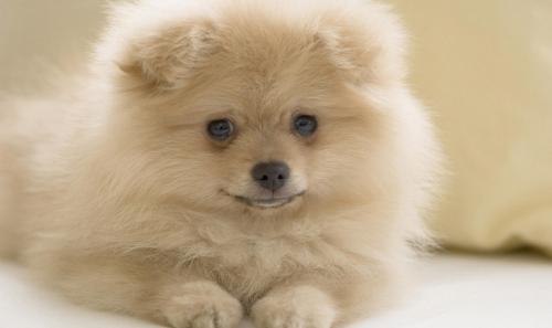 狗狗便便稀而且很粘稠这是怎么了,狗狗便便很软是怎么回事