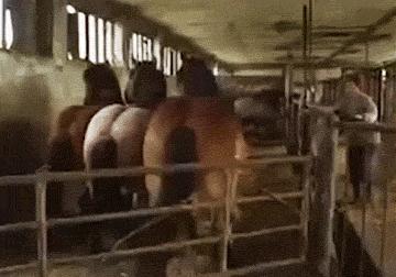 30秒抓鸽子,八个神器抓鸽子