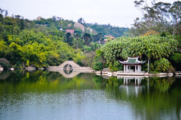 盆栽国色天香,国色天香立春