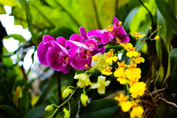 盆栽国色天香,国色天香立春