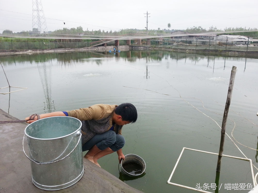 创业养泥鳅大概需要多少钱,鄂州泥鳅养殖赚钱吗