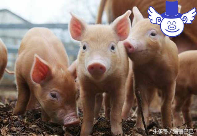 猪生病了吃什么草药好呢,猪吃点什么药可以预防疾病