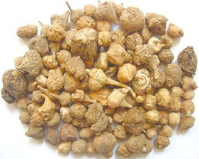 参有哪些种类各有啥不同,常见参的种类及图片