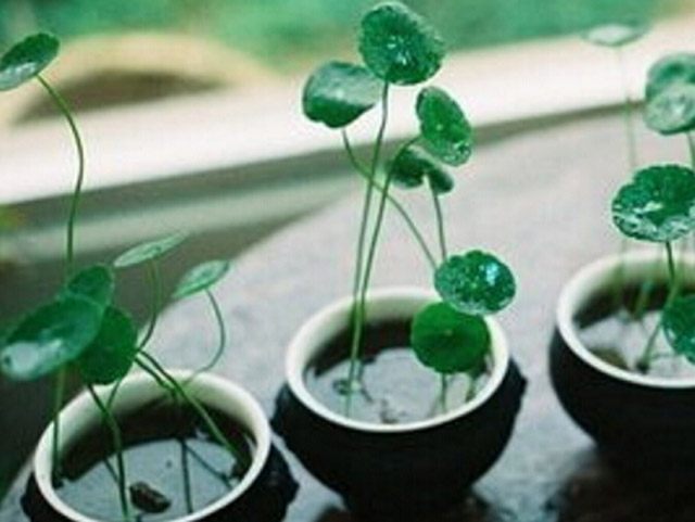 县城低投入创业项目有哪些,乡镇创业项目排行榜50强项目