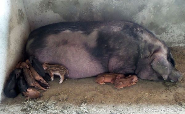 病毒性和细菌性拉肚子区别,病毒性拉稀一般是什么引起的