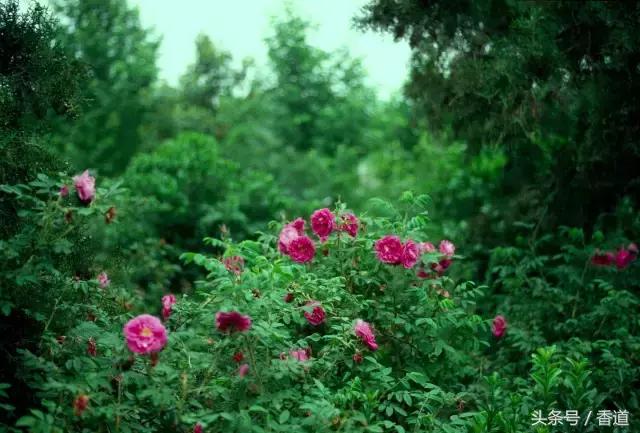 可囊可食,可嗅可观,可插可戴的玫瑰,才是“真玫瑰”