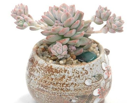 情人节送多肉咋说,多肉情人节礼物