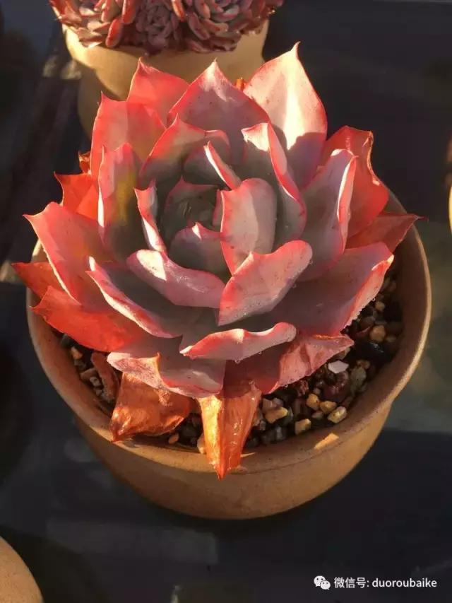 多肉是黯淡生活里的良药,多肉是解决烦恼和疲惫的良药