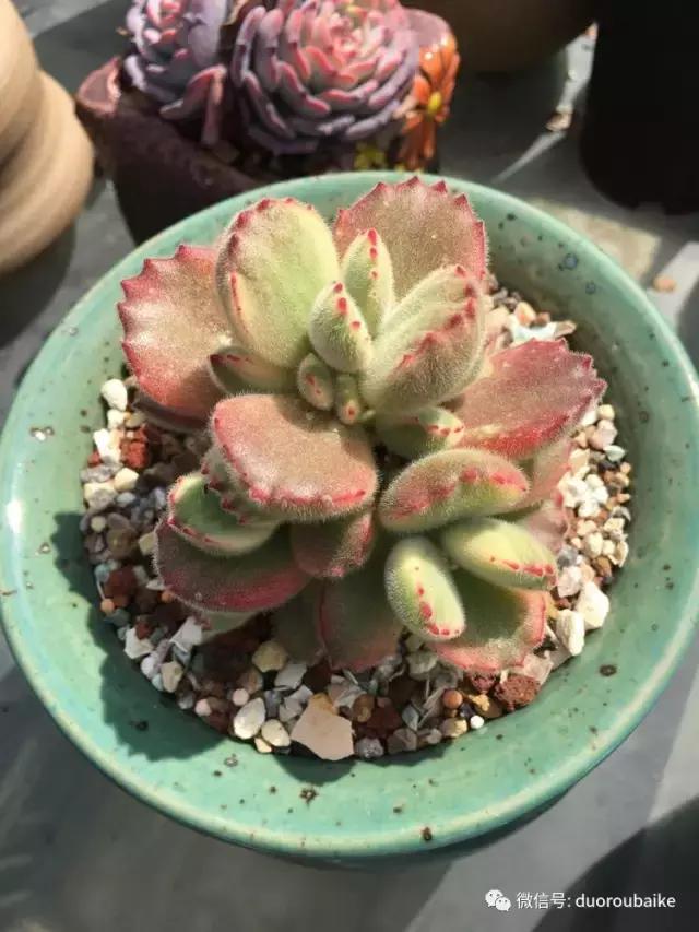 多肉是黯淡生活里的良药,多肉是解决烦恼和疲惫的良药