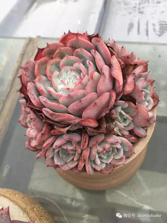 多肉是黯淡生活里的良药,多肉是解决烦恼和疲惫的良药