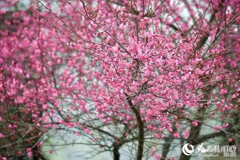 南昌出发最便宜的飞机票,南昌出发到哪里的机票最便宜