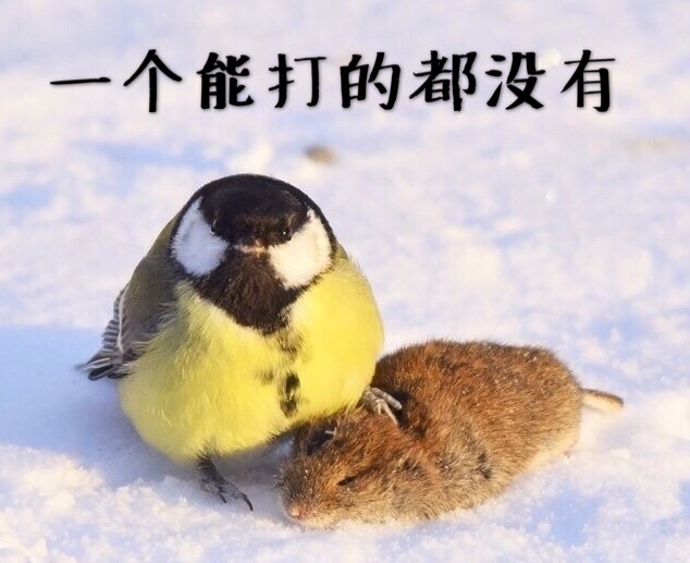 东北十大名鸡排名,东北鸡出名