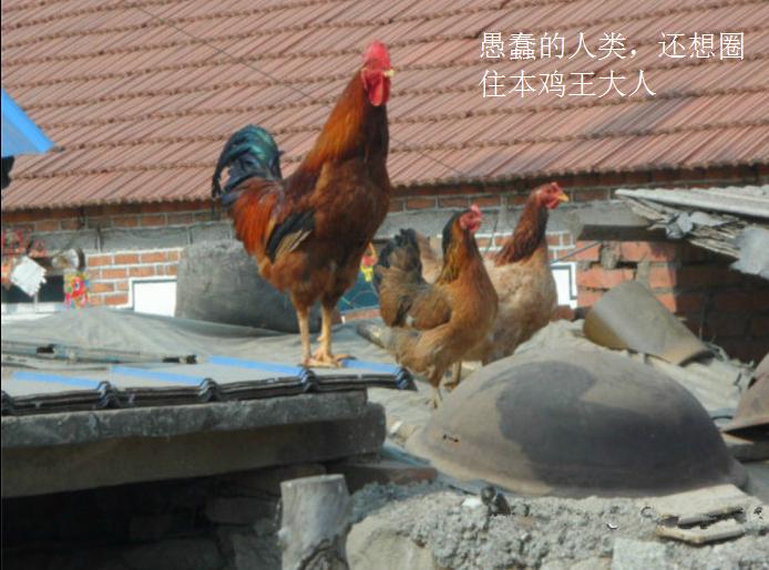 东北十大名鸡排名,东北鸡出名