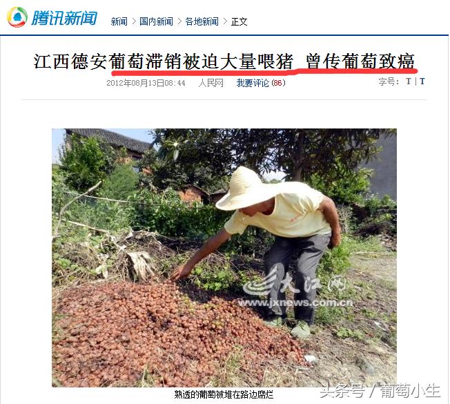 葡萄的种植条件是什么,葡萄种植辛苦吗