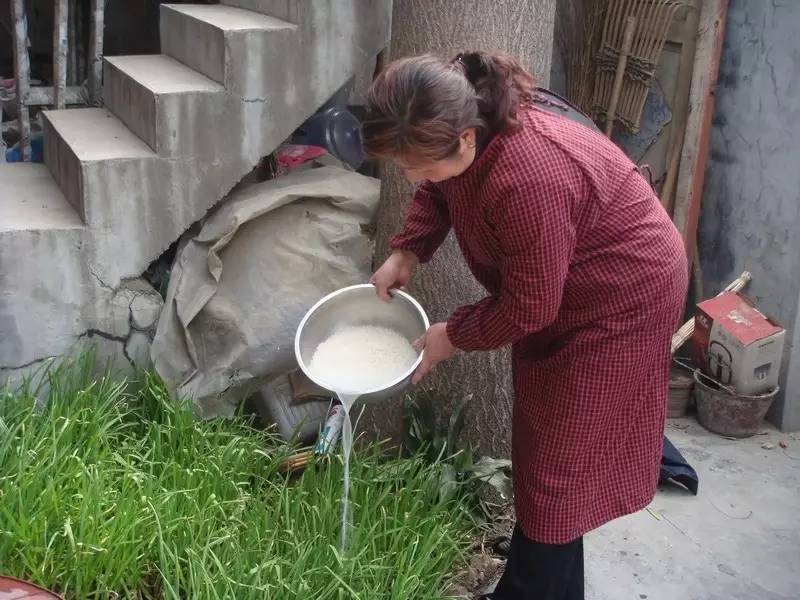淘米水属于什么肥料,原来淘米水还有这么多妙用