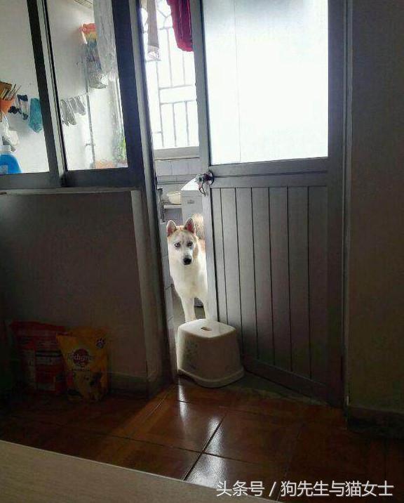 因主人出差两天没喂，哈士奇把万元床垫尿湿，表情亮了！