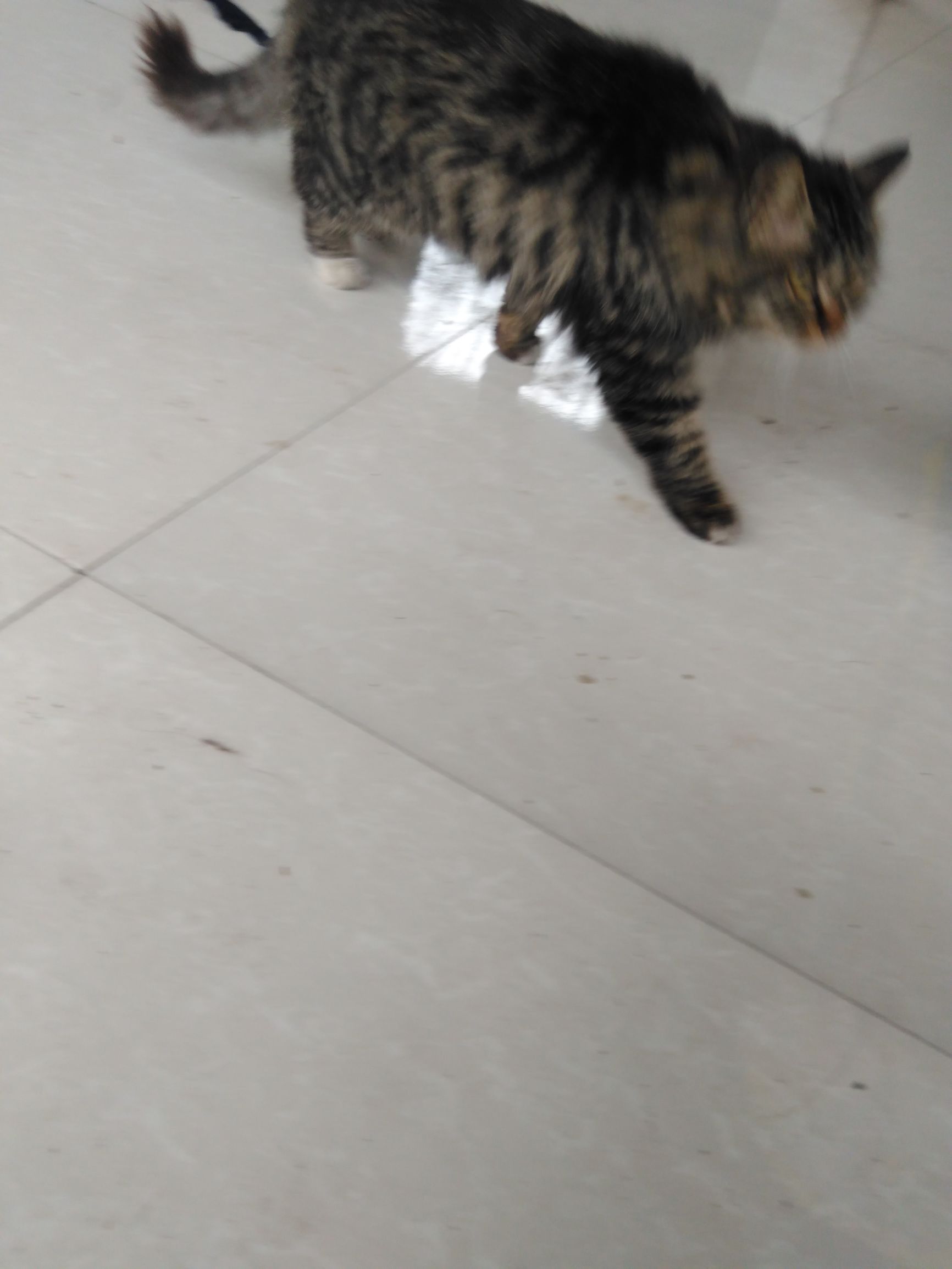 养了个假狗会怎么样,养了一只假猫真的不好吗