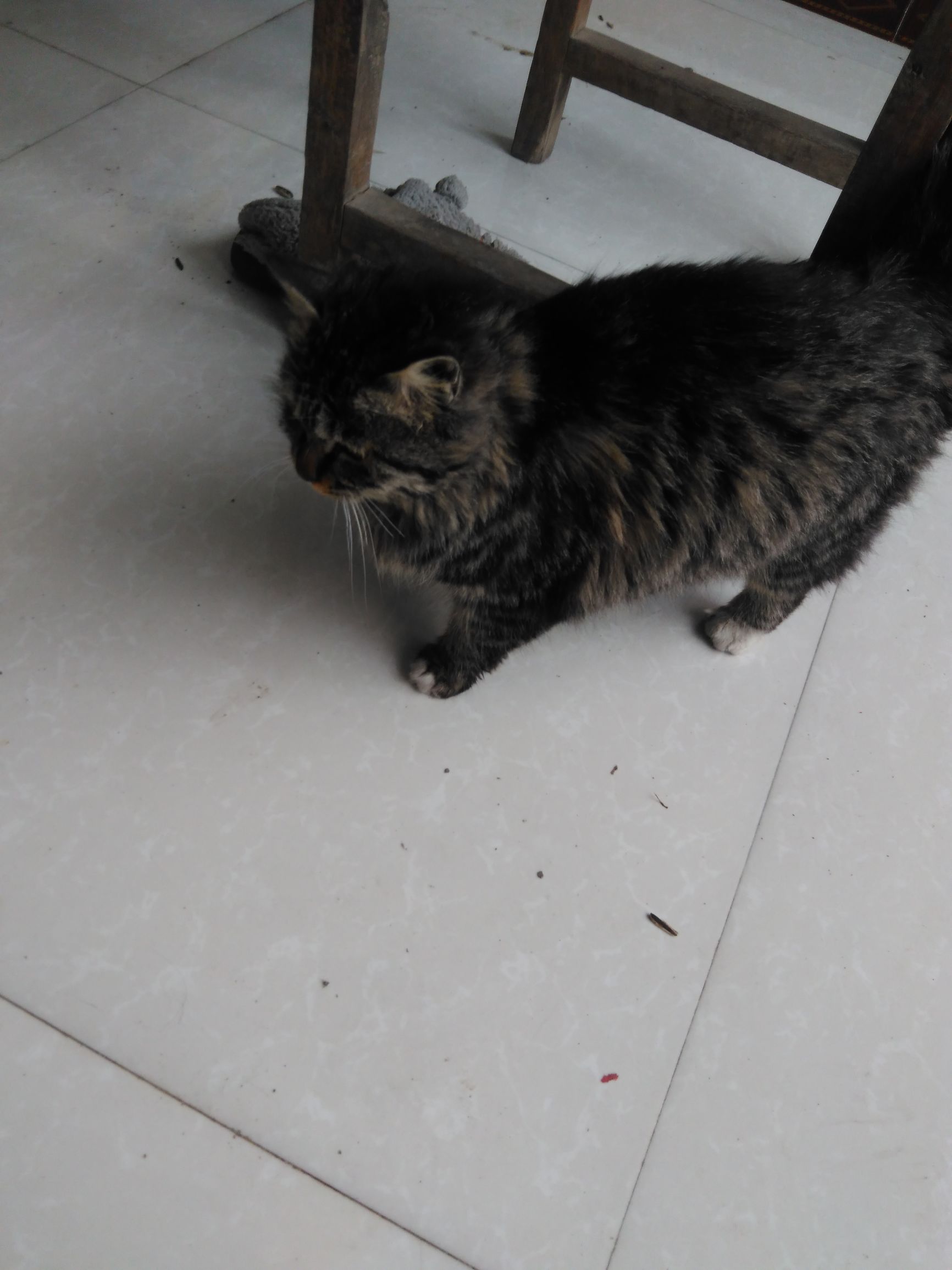 养了个假狗会怎么样,养了一只假猫真的不好吗