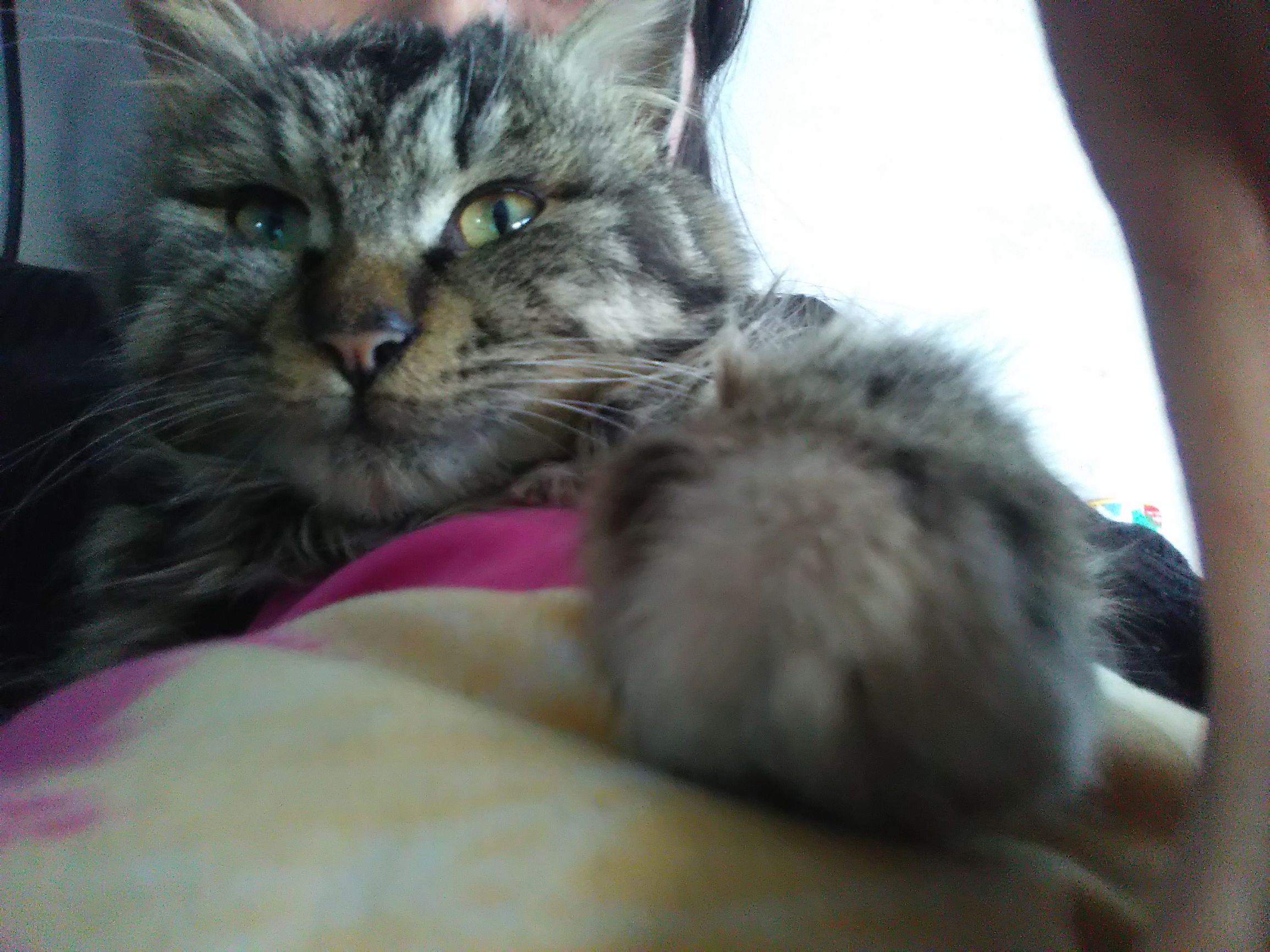 养了个假狗会怎么样,养了一只假猫真的不好吗