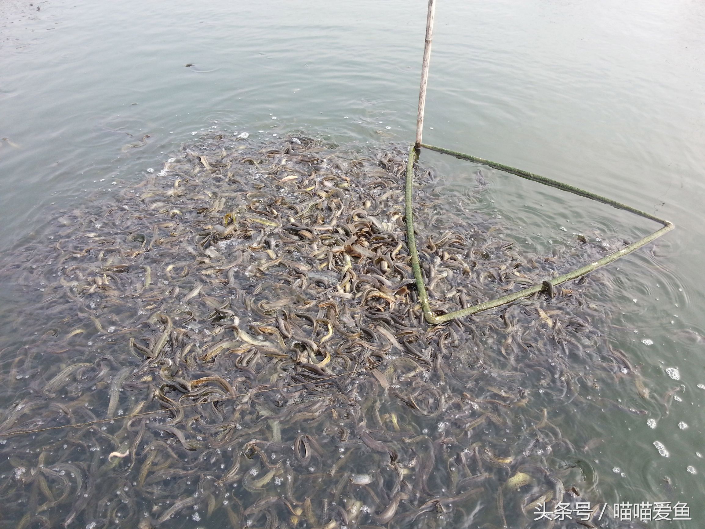 今年养泥鳅好还是鱼苗好,养泥鳅要不要返水
