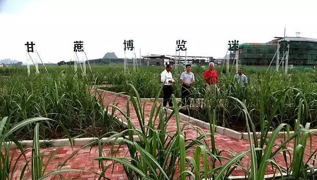 广西带你游壮乡风景区,广西带你去浪漫土耳其