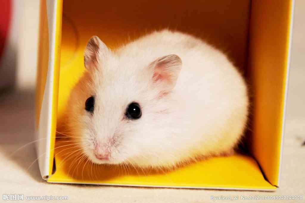 养仓鼠需要准备什么东西新手入门,养仓鼠需要准备什么用品